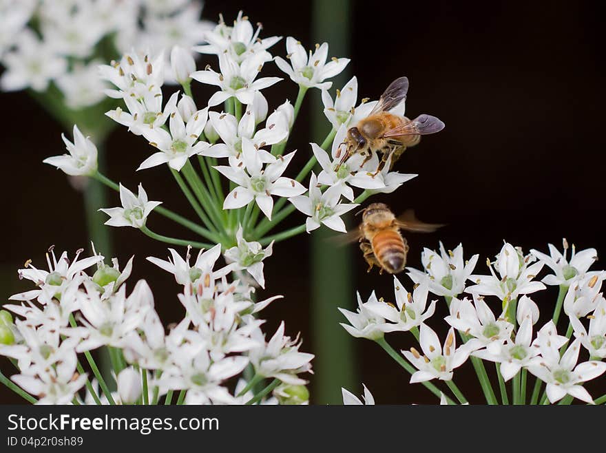 Bees & Flower