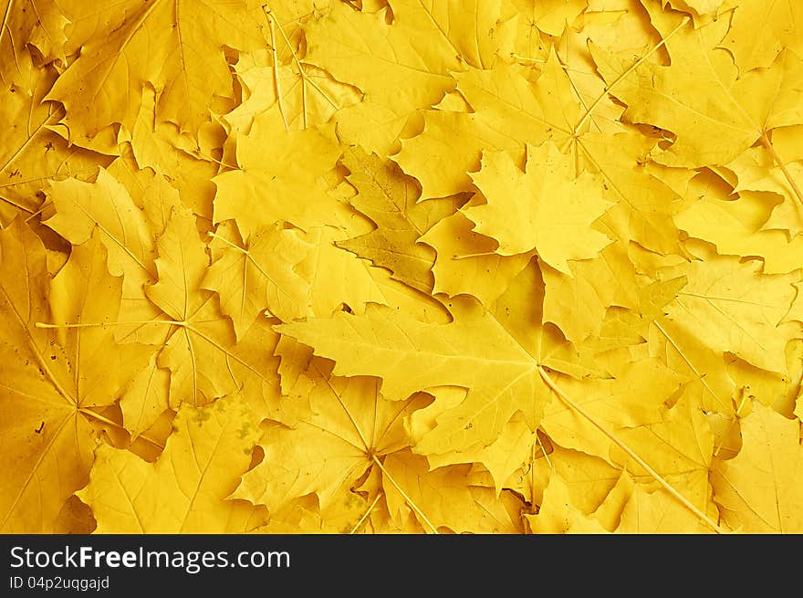 Background with yellow autumn maple leaves. Background with yellow autumn maple leaves