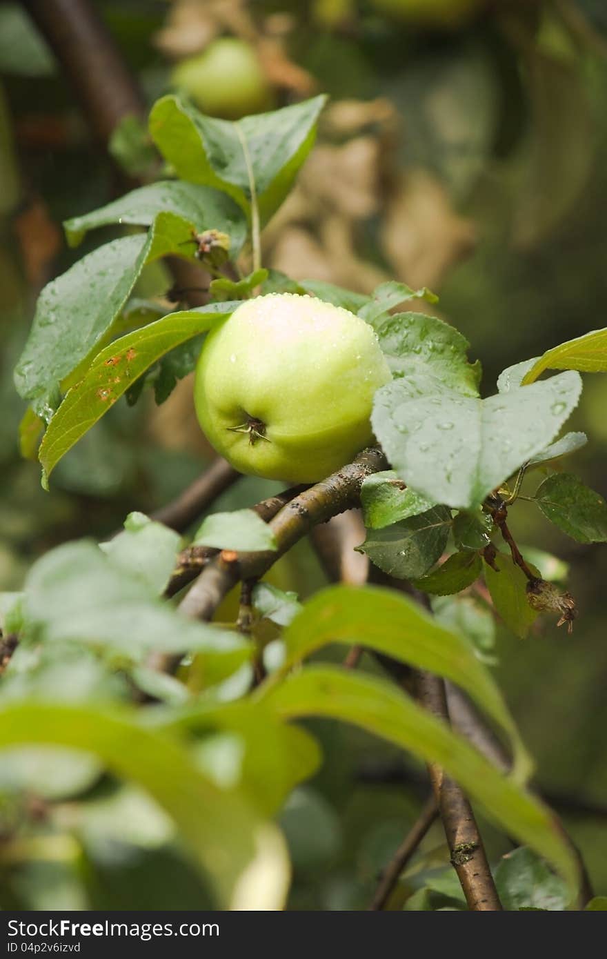 One green apple grow on apple-tree branch with leaves under sunlight close-up vertical view. One green apple grow on apple-tree branch with leaves under sunlight close-up vertical view