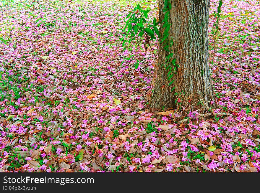 Pink leaves in the ground. Pink leaves in the ground