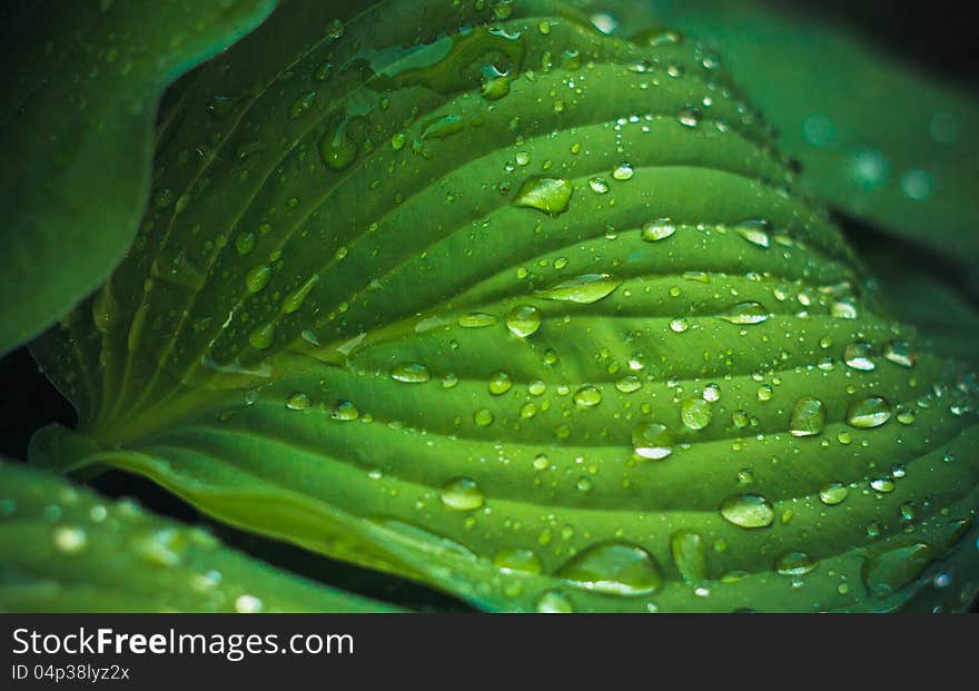 Water drops on green plant. Water drops on green plant