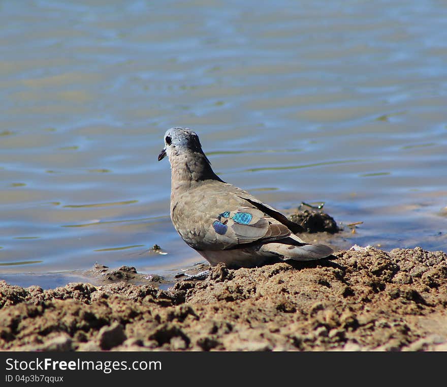 An adult Emrald-spotted Dove at a watering hole in Namibia, Africa. An adult Emrald-spotted Dove at a watering hole in Namibia, Africa.