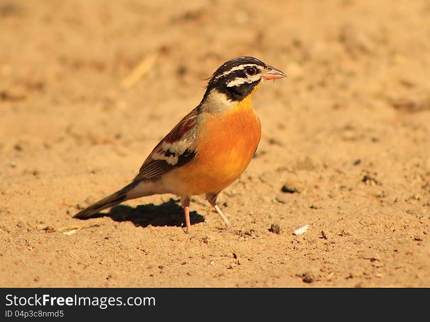 African Goldenbreasted Bunting on a game ranch in Namibia, Africa. African Goldenbreasted Bunting on a game ranch in Namibia, Africa.