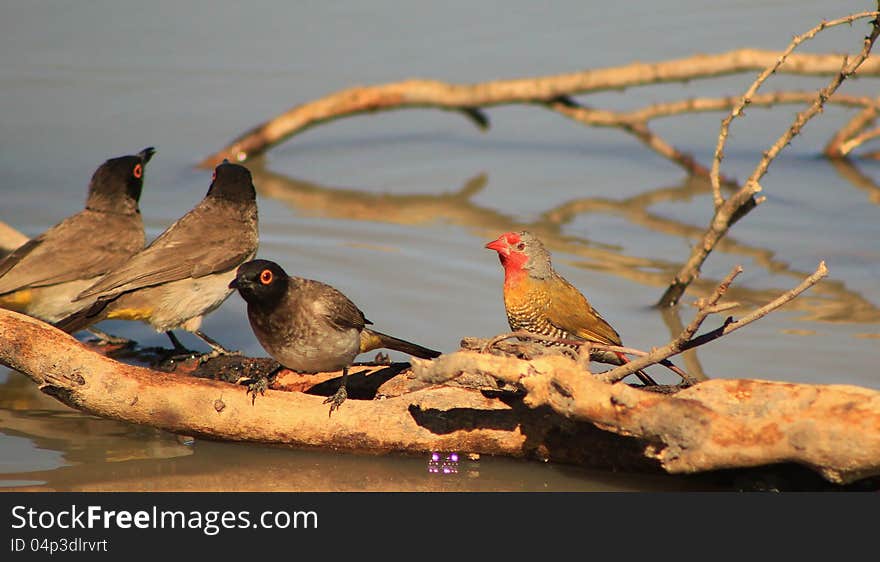 African Redeyed Bulbuls and Melba finch perched on a branch on a game ranch in Namibia, Africa. African Redeyed Bulbuls and Melba finch perched on a branch on a game ranch in Namibia, Africa.