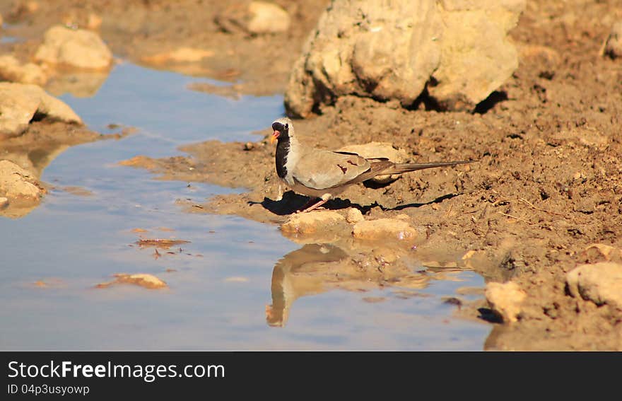 An adult male Namaquae Dove at a watering hole in Namibia, Africa. An adult male Namaquae Dove at a watering hole in Namibia, Africa.