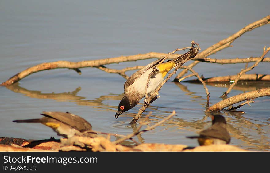 Redeyed Bulbul - Leaning in for a drink - Africa