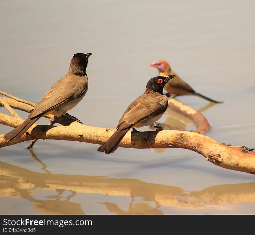 African Redeyed Bulbuls leaning from a branch, attempting to drink water, with a female Violeteared Waxbill in the background, on a game ranch in Namibia, Africa. African Redeyed Bulbuls leaning from a branch, attempting to drink water, with a female Violeteared Waxbill in the background, on a game ranch in Namibia, Africa.