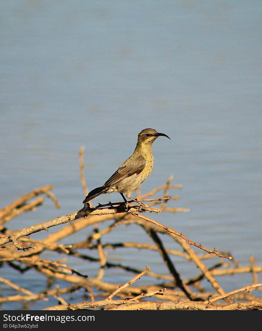 An adult female Marico Sunbird on a twig at a watering hole in Namibia, Africa. An adult female Marico Sunbird on a twig at a watering hole in Namibia, Africa.