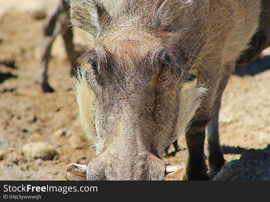 Adult female Warthog - close-up.  Photo taken on a game ranch in Namibia, Africa. Adult female Warthog - close-up.  Photo taken on a game ranch in Namibia, Africa.