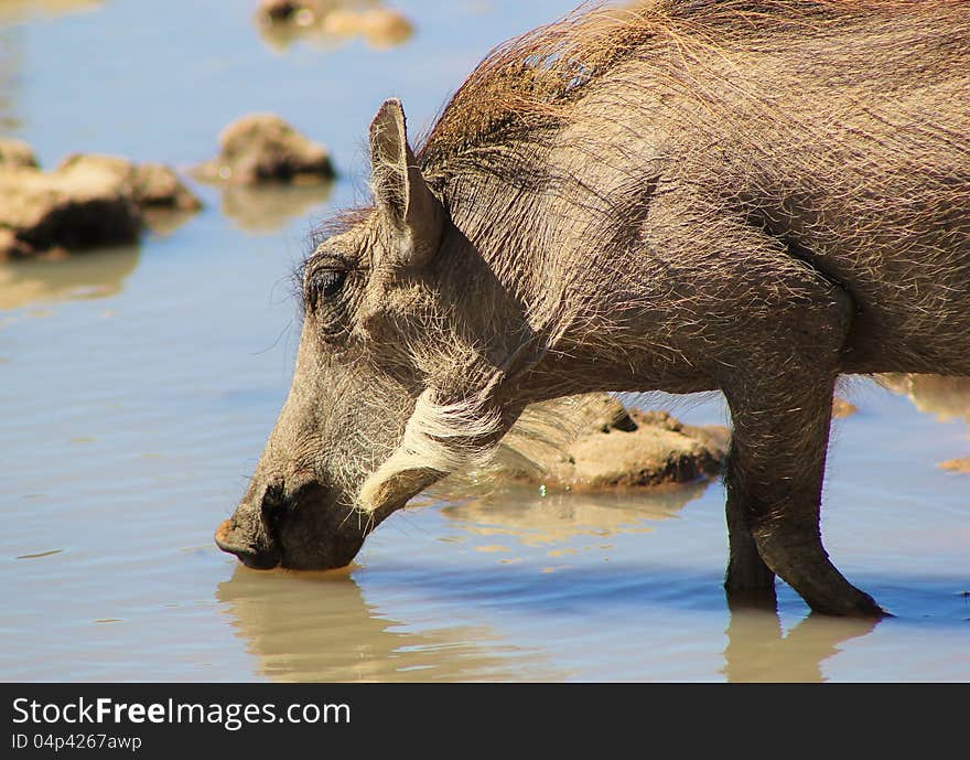 Adult female Warthog - close-up whilst drinking water. Photo taken on a game ranch in Namibia, Africa. Adult female Warthog - close-up whilst drinking water. Photo taken on a game ranch in Namibia, Africa.