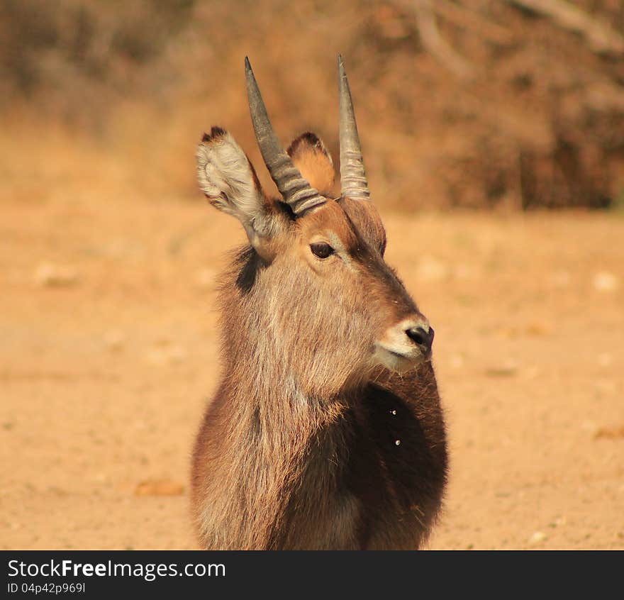 Waterbuck - Golden Portrait 2