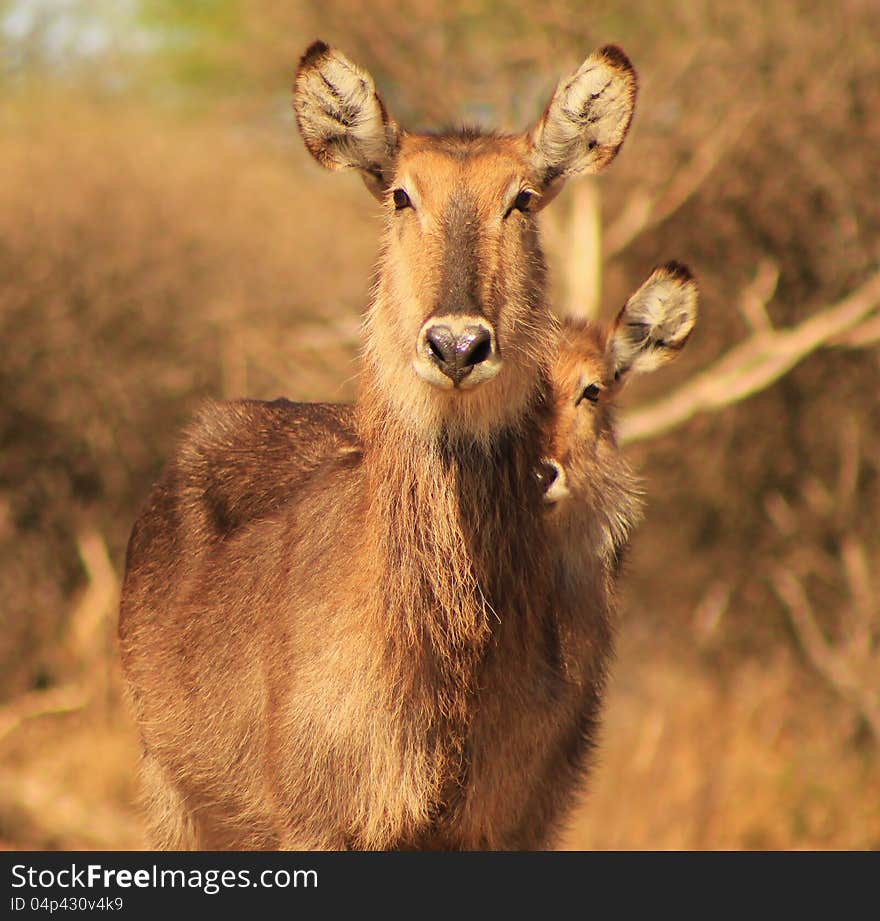 A young Waterbuck calf and cow at a watering hole on a game ranch in Namibia, Africa. A young Waterbuck calf and cow at a watering hole on a game ranch in Namibia, Africa.