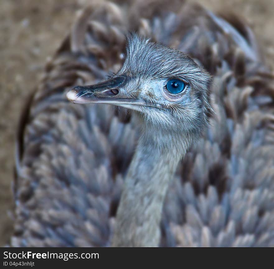 Looking down at an ostrich, with focus on its blue eye. Looking down at an ostrich, with focus on its blue eye.