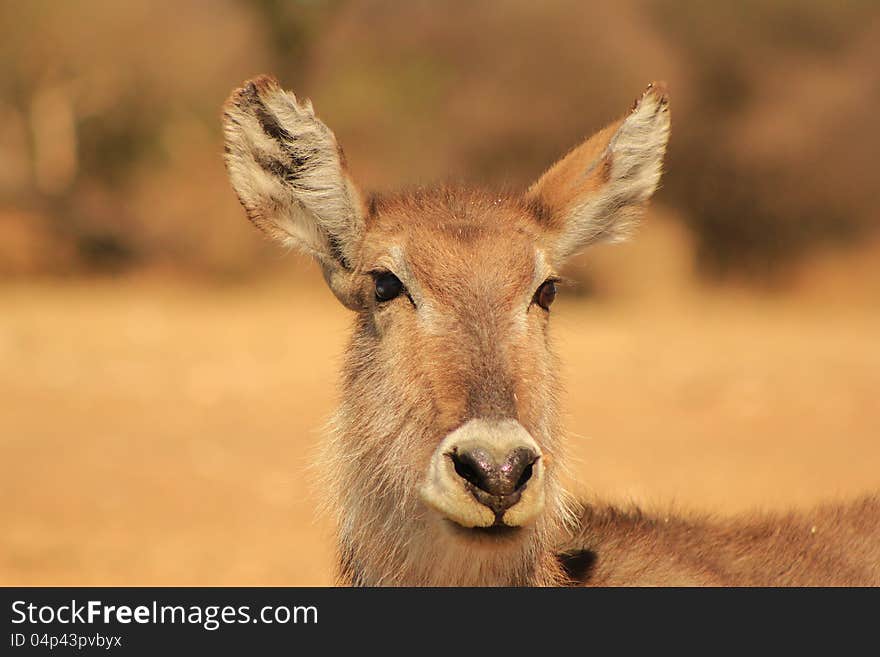 Adult female Waterbuck stare.  Photo taken on a game ranch in Namibia, Africa. Adult female Waterbuck stare.  Photo taken on a game ranch in Namibia, Africa.