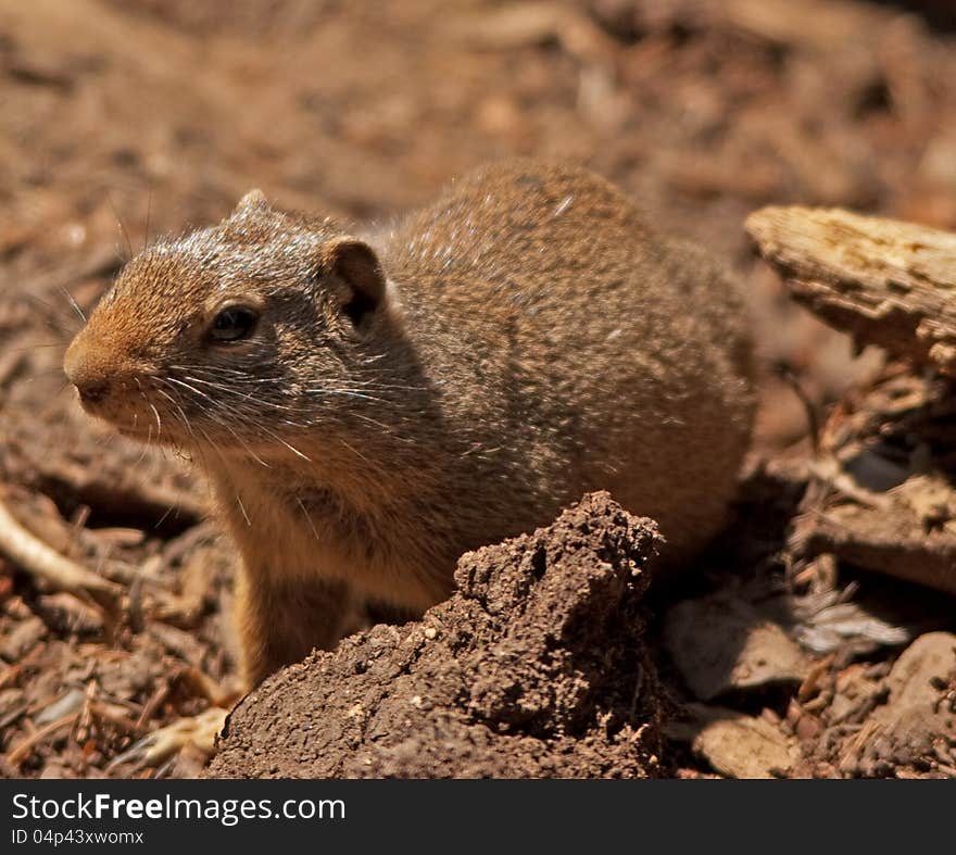 A curious ground squirrel checking out his surrounds