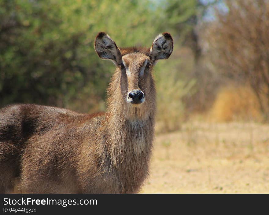 Spring Stare From Waterbuck Mom - Africa