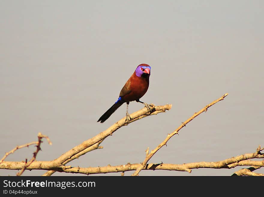 Adult Violeteared Waxbill (male) perched on a stick at a watering hole in Namibia, Africa. Adult Violeteared Waxbill (male) perched on a stick at a watering hole in Namibia, Africa.