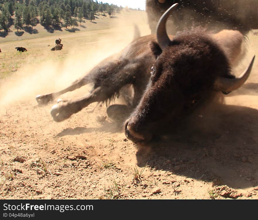 Bison aka Buffalo rolling on dirt, Colorado, USA