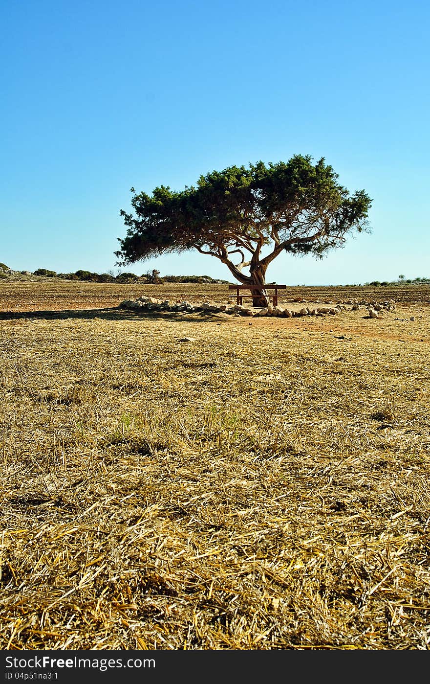 Lonely tree in a field in Ciprus