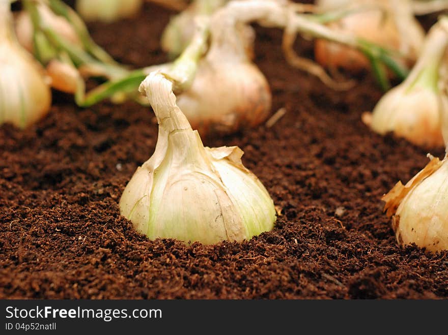 Onions in soil