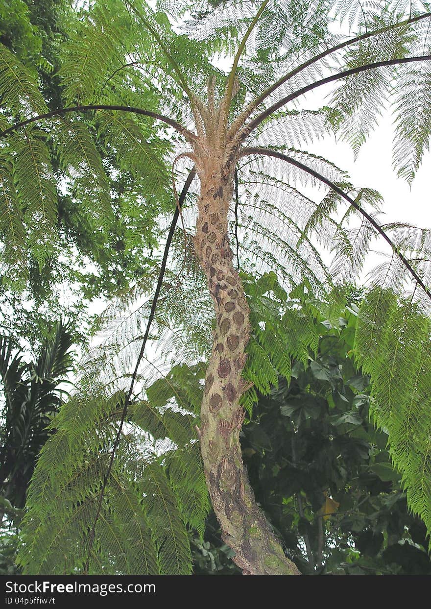 Tree Fern