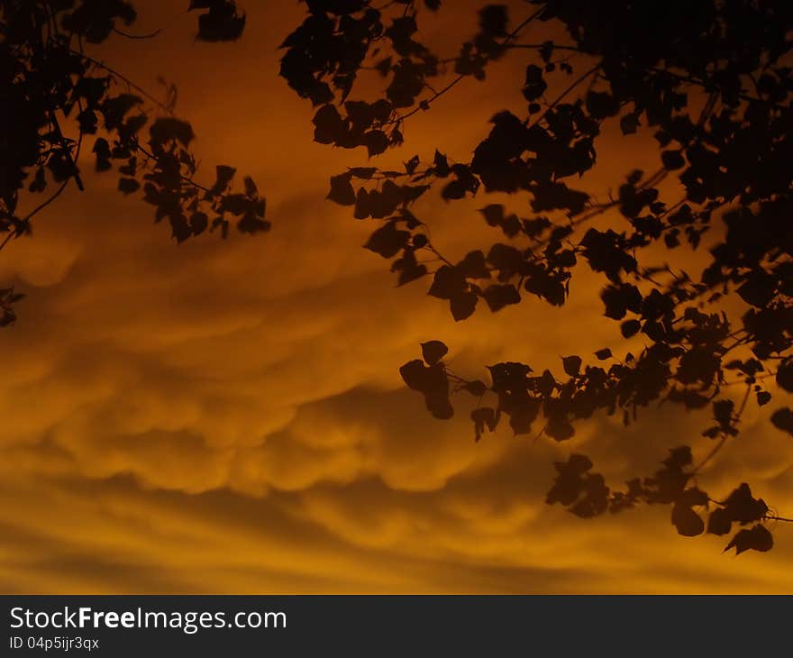 Dramatic sunset with leaves