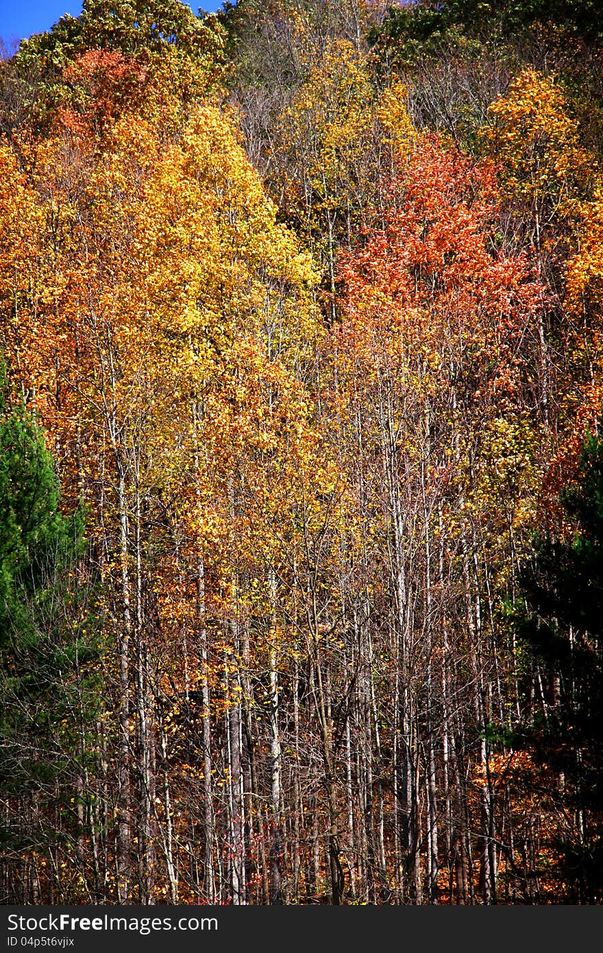 Tall Colorful Aspen Trees