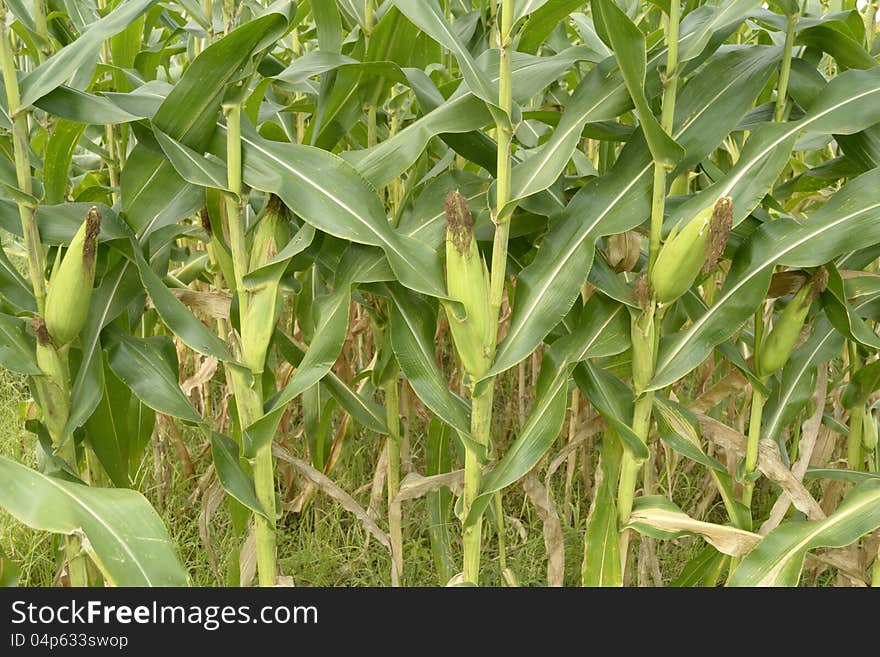 Corn