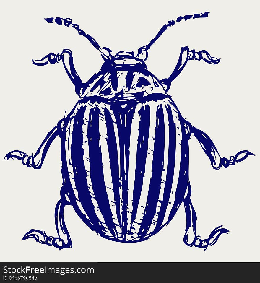 Beetle leptinotarsa decemlineata. Doodle style