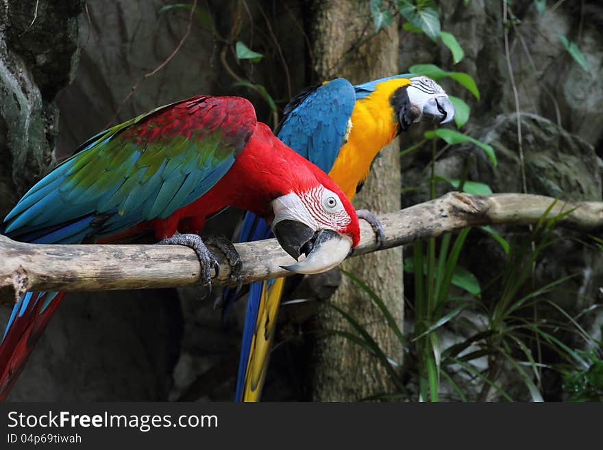 Colorful Parrots Saying.