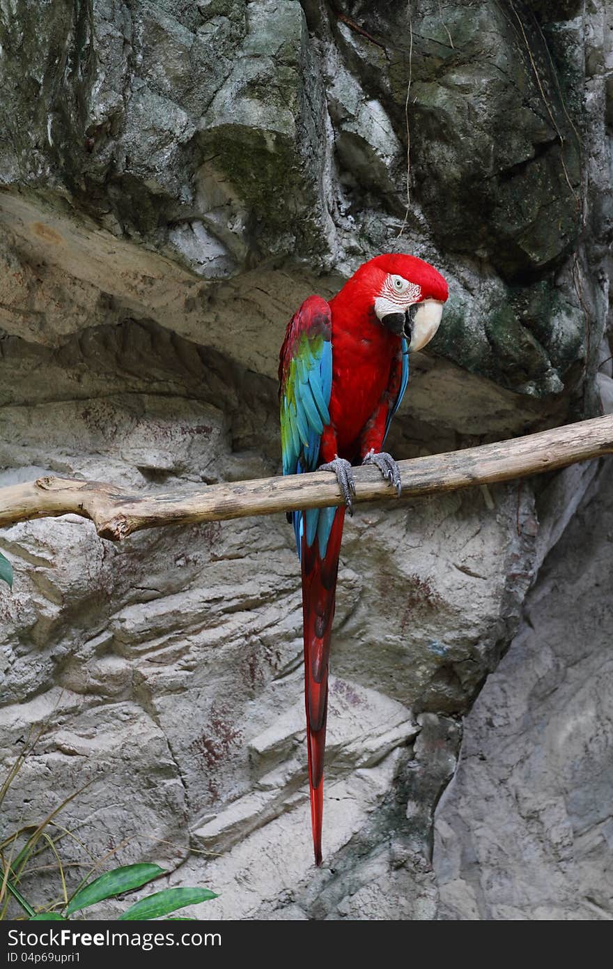 Colorful parrot on branches. Colorful parrot on branches.