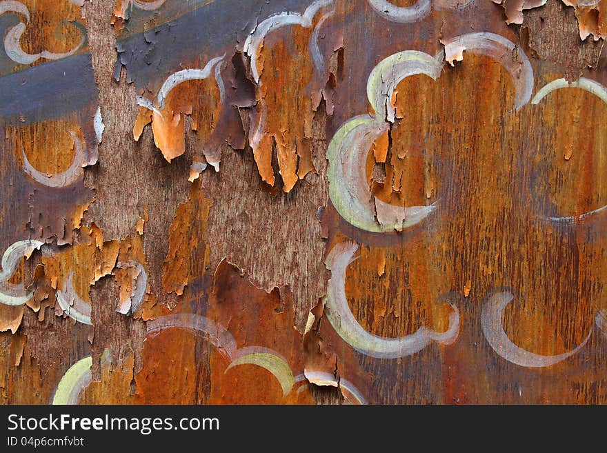 The ancient patterned old wood decay texture. The ancient patterned old wood decay texture.