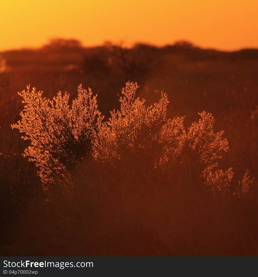 A golden look-alike bush during sunset on the African plains.  Photo taken in Namibia. A golden look-alike bush during sunset on the African plains.  Photo taken in Namibia.