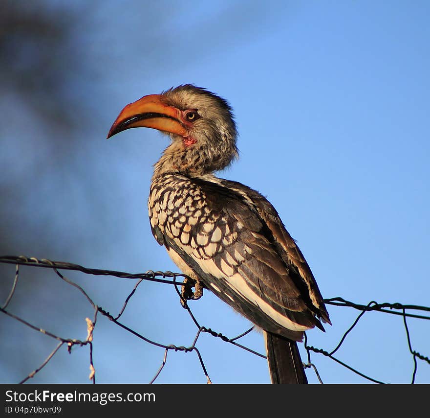 An adult female Southern Yellowbilled Hornbill sitting on a fence in Namibia, Africa. An adult female Southern Yellowbilled Hornbill sitting on a fence in Namibia, Africa.