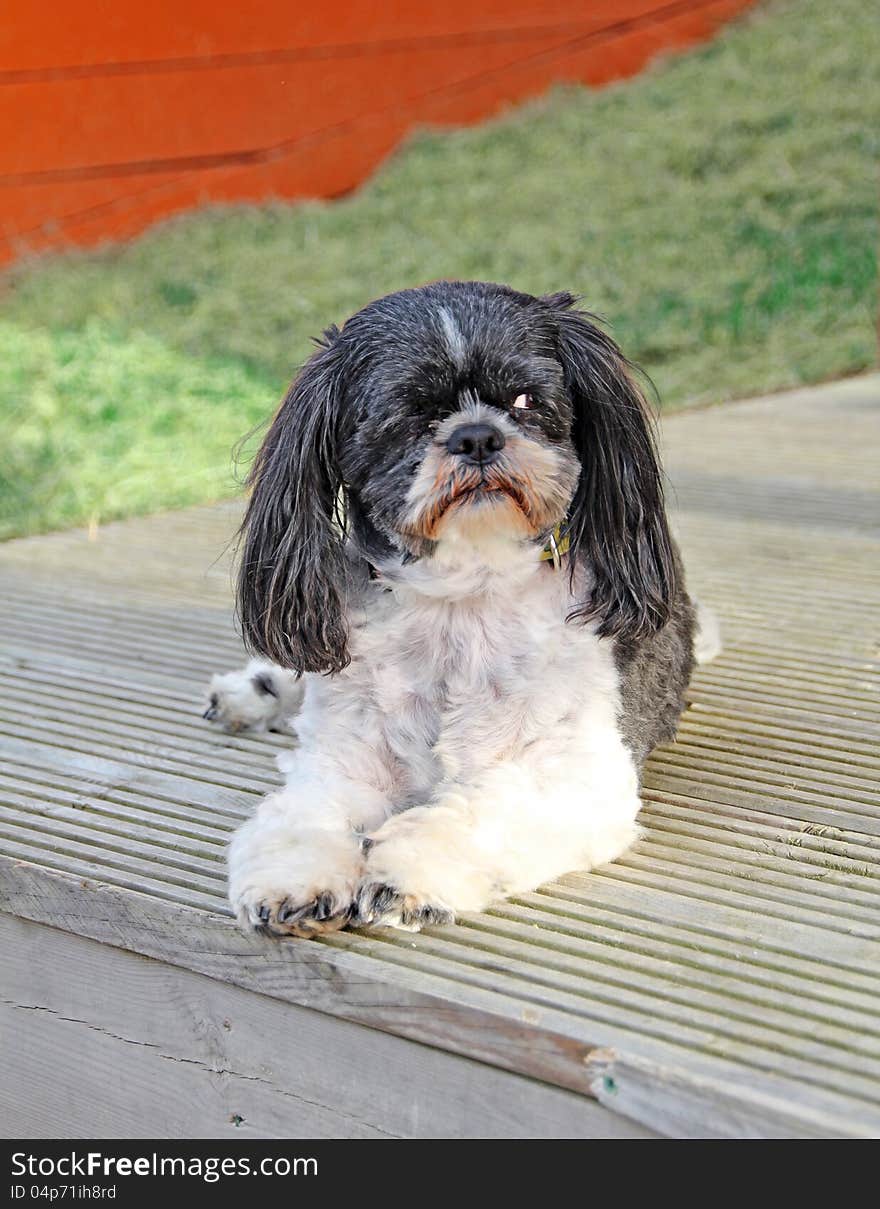 Photo of a lovely shih tzu dog breed resting on beach hut decking boards and keeping one eye open!. Photo of a lovely shih tzu dog breed resting on beach hut decking boards and keeping one eye open!