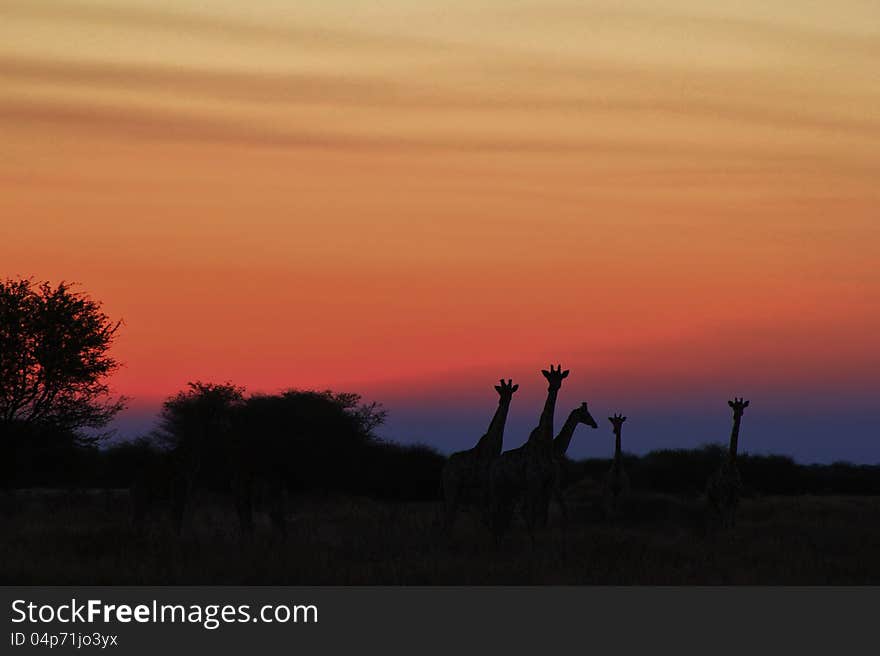 The silhouettes of a group of Giraffes on the African plains.  Photo taken in Namibia. The silhouettes of a group of Giraffes on the African plains.  Photo taken in Namibia.