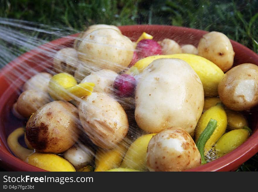 Vegetable in bowl being washed outside witsh water hose. Vegetable in bowl being washed outside witsh water hose.