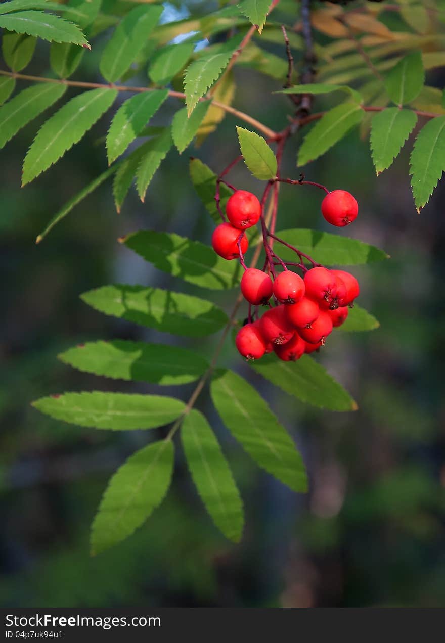 Mountain Ash.