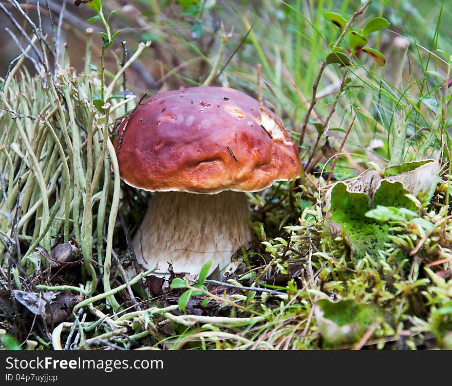 The best edible fungus. The best edible fungus.