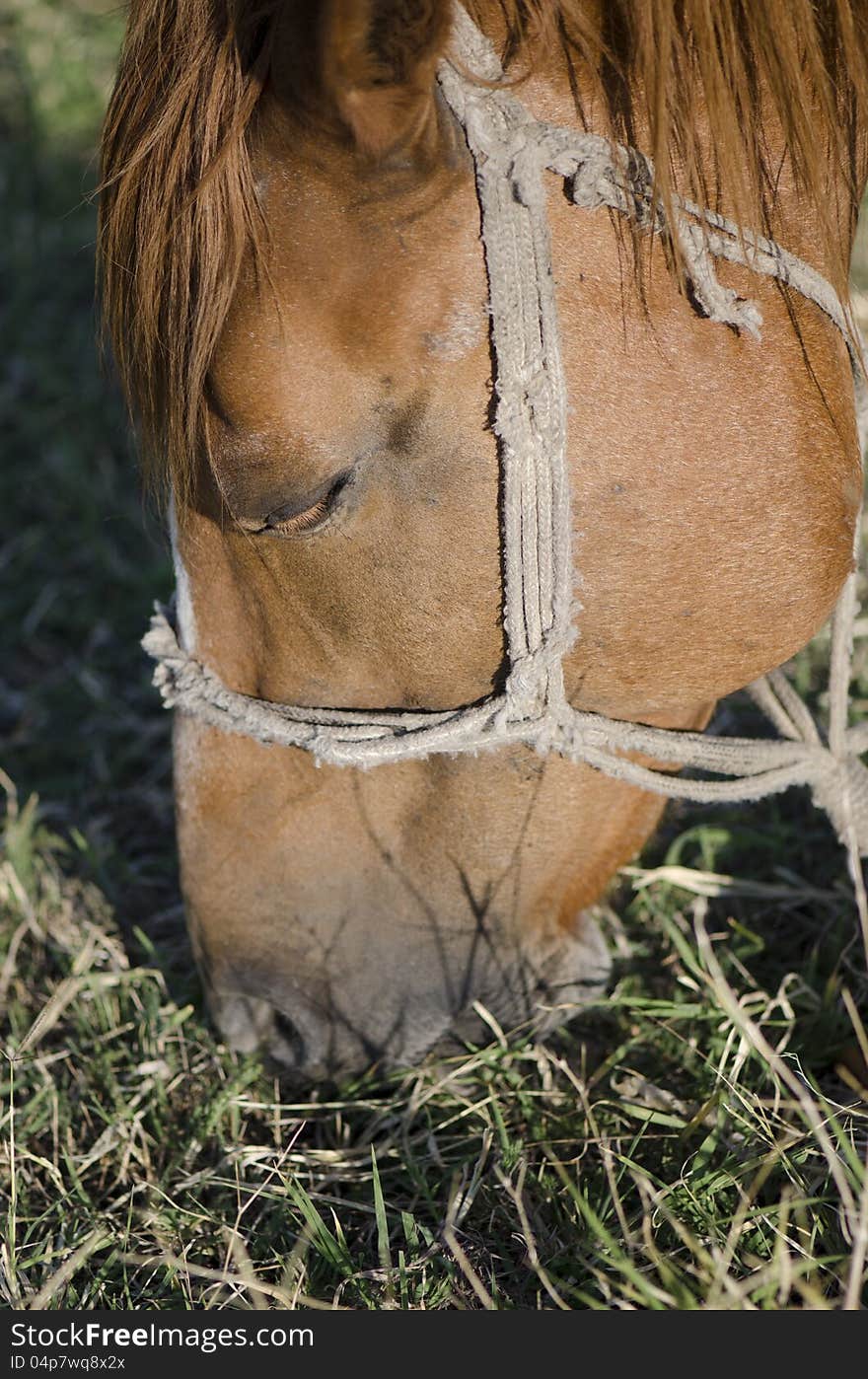 A farm horse grazing on a meadow near Severin, Romania