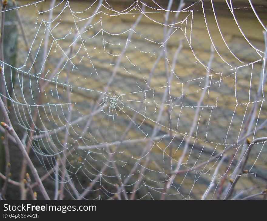 Transparent and beautiful web on the grey background. Transparent and beautiful web on the grey background