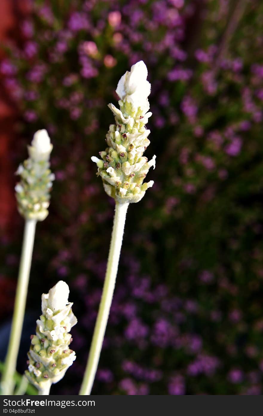 White Lavender