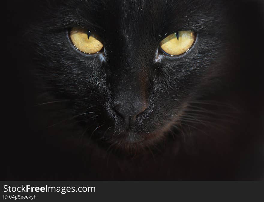 Eyea of a black cat, portrait close-up. Eyea of a black cat, portrait close-up