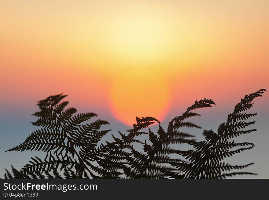 Fern leaf silhouette in front of the rising sun. Fern leaf silhouette in front of the rising sun