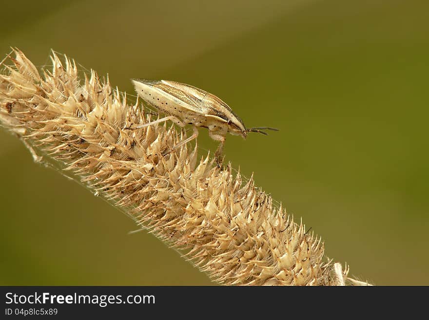 Shield bug