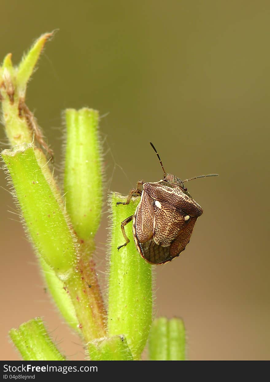 Small yellowish-brown new forest shieldbug. Small yellowish-brown new forest shieldbug.