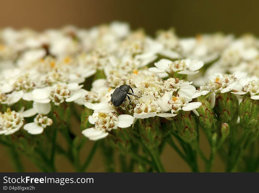 Little black snout beetle on a yarrow flower.