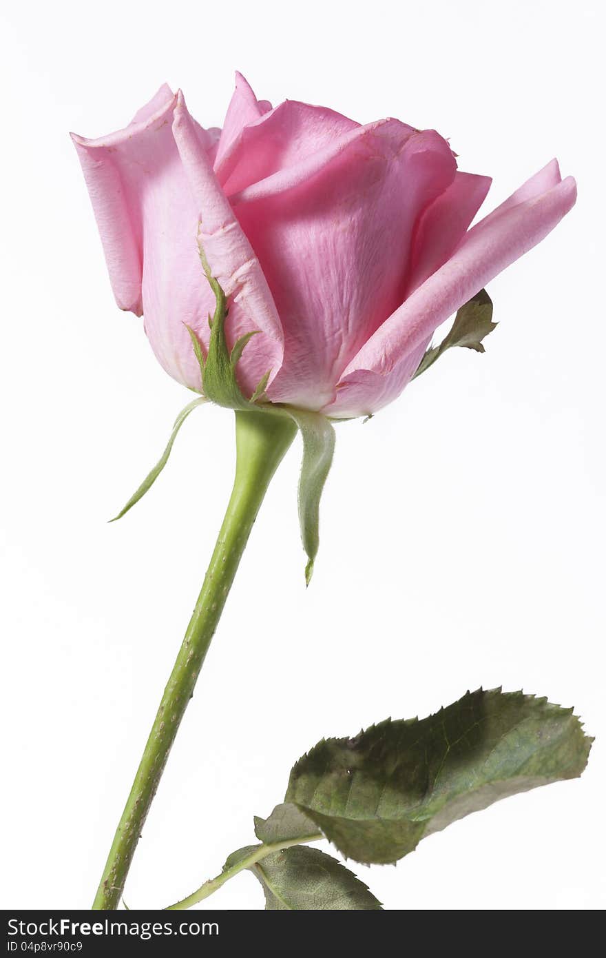 Long stalk pink rose on white background