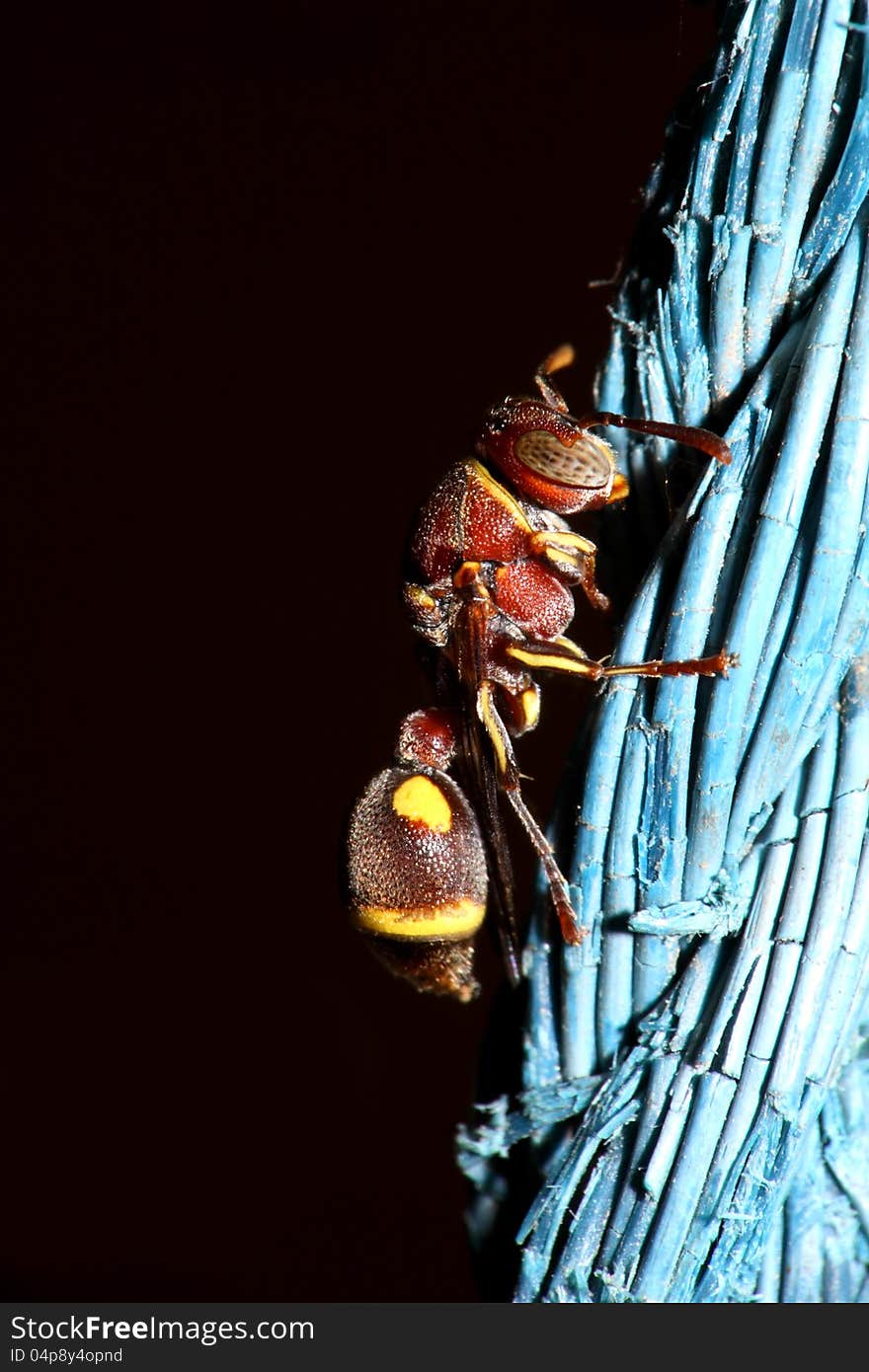 Tiny Red and yellow wasp holding vey thin string, over Dark Background.