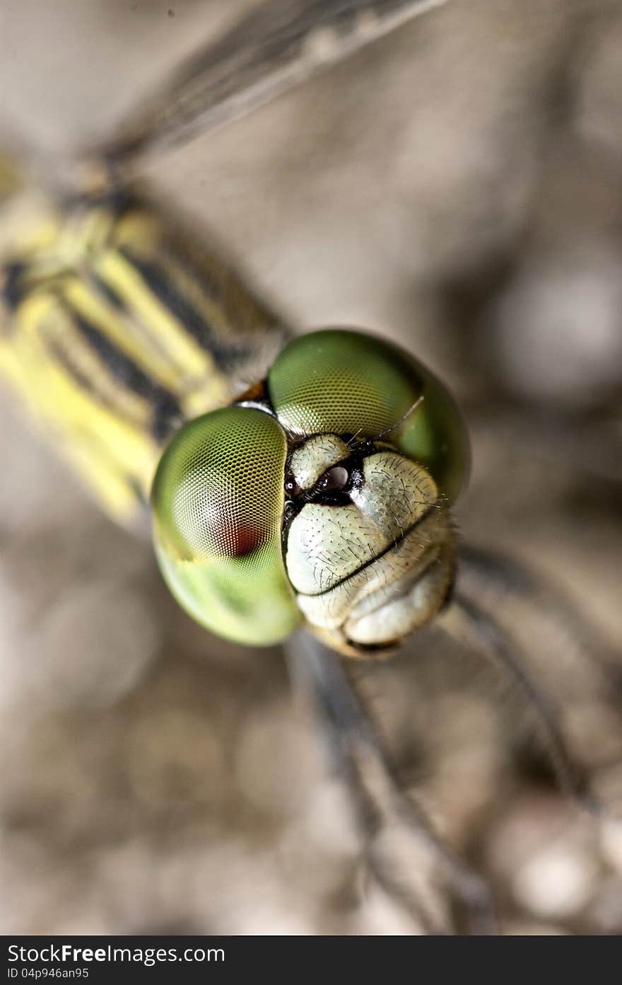 A close-up on a dragonflys head. A close-up on a dragonflys head